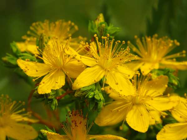  - Essential Oils